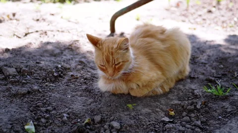 Ginger Cat Relaxing in the Shade Stock Footage 293154032
