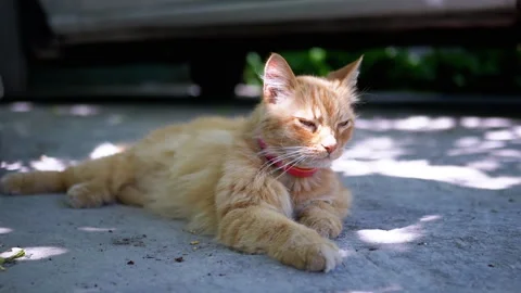 Ginger Cat Relaxing in the Shade Stock Footage 293205669
