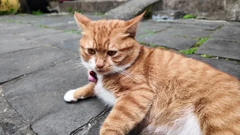 Ginger cat relaxing on stone patio Stock Footage 277487495