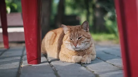 Ginger Cat Relaxing Under Red Chair Video stock 276218946
