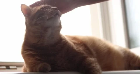 Ginger cat relaxing by the window with a gentle human touch Stock Footage 339068667