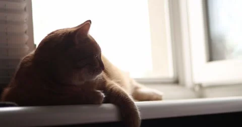 Ginger cat relaxing by the window, interacting with a human hand Stock Footage 339069006
