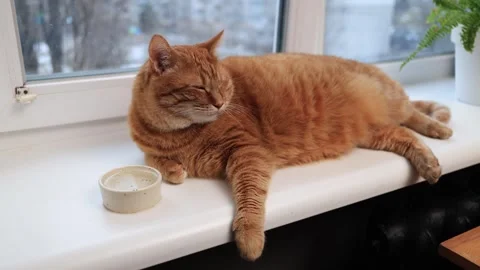 Ginger cat relaxing by the window with a small water bowl nearby Stock Footage 338433551