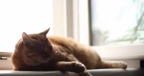 Ginger cat relaxing on a windowsill bathed in soft natural light Stock Footage 339068698