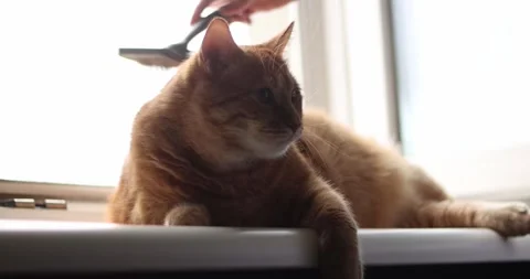 Ginger cat relaxing on windowsill while being petted by owner Stock Footage 339066507