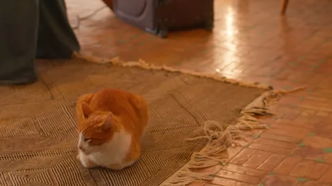 Ginger Cat Relaxing on Woven Rug in Sunlit Marrakesh Villa Interior, Morocco Stock Footage 342680852