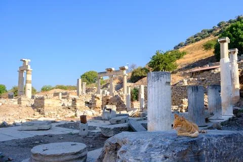 Ginger Cat Resting Among Ancient Columns at Ephesus, Seluk Stock Photos