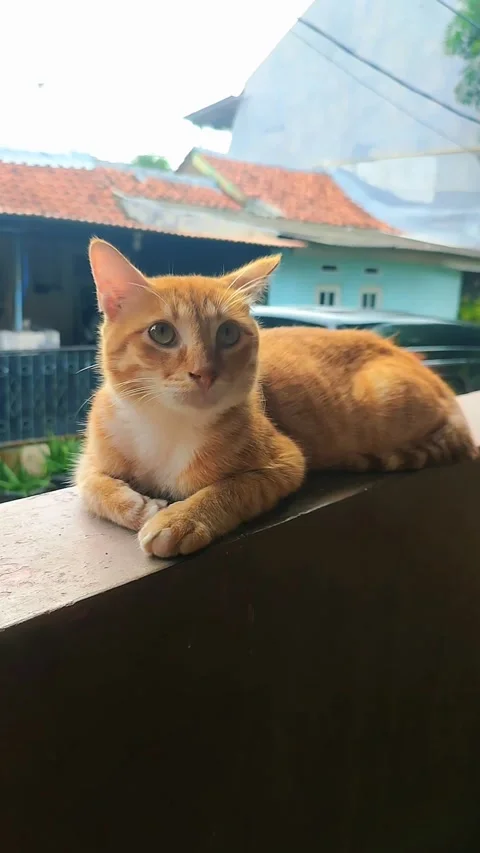 Ginger Cat Resting on Balcony Wall Looking Around Stock Footage 345573148