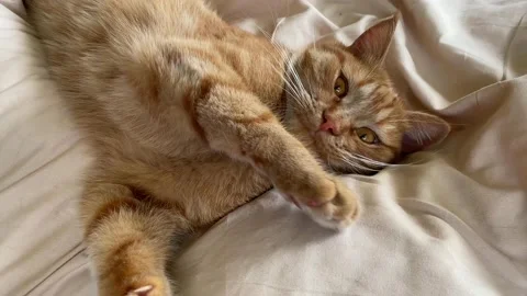 Ginger cat resting on the bed Stock Footage 153525515