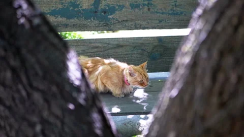 Ginger Cat Resting on Bench Stock Footage 293205478