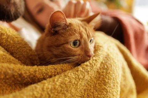 Ginger cat resting on blanket being gently petted close up home comfort care Stock Photos
