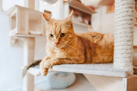 Ginger Cat Resting on a Cat Tree Foto stock