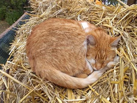 A ginger cat is resting on the hay Stock Photos