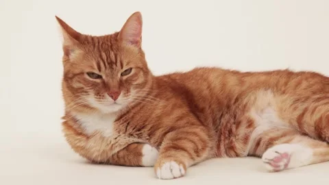 Ginger cat resting with head up Stock Footage 318079441