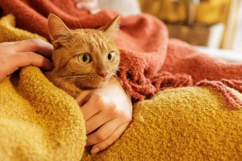 Ginger cat resting on lap under blanket being gently held close up pet care Stock Photos