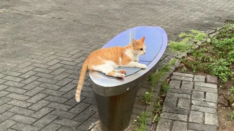 Ginger Cat Resting on Park Bench, MOA 4K 60fps Vídeo Stock 338350430