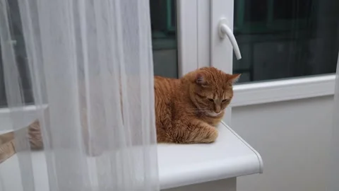 Ginger cat resting peacefully on a windowsill behind sheer curtains Stock Footage 338433440