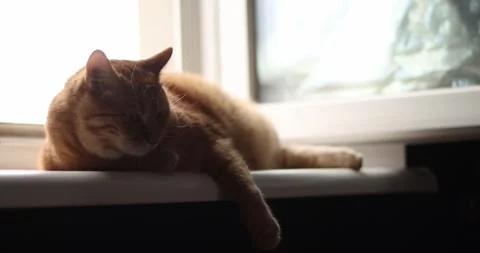 Ginger cat resting peacefully on a windowsill bathed in soft sunlight Stock Footage 339068728