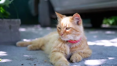 Ginger Cat Resting in the Shade Stock Footage 293203219