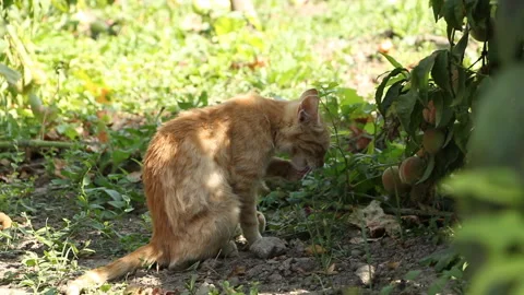 Ginger cat resting in the shade under a tree on a sunny day. Stock Footage 265199993