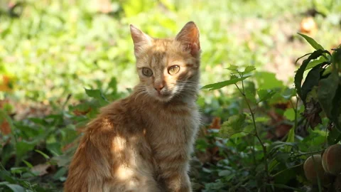 Ginger cat resting in the shade under a tree on a sunny day Stock Footage 265200008