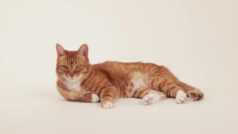 Ginger cat resting on side on plain background Stock Footage 318079450