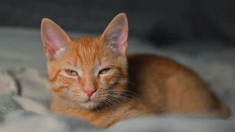 A ginger cat is resting on a soft surface indoors, showing different facial Stock Footage 345868383