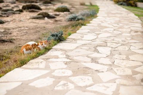 Ginger Cat Resting by Stone Pathway Stock Photos