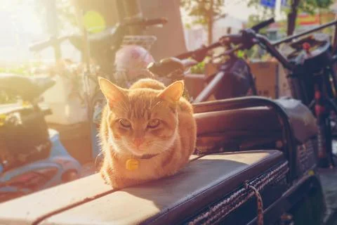Ginger cat resting in the sun Stock Photos