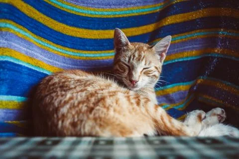 Ginger cat resting on the table. Fotos Stock