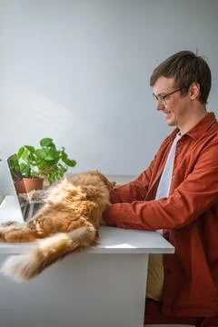 Ginger cat resting on white desk, relaxing near focused young man working on Stock Photos