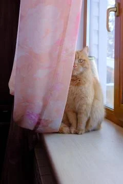 Ginger cat resting on the window Stock Photos