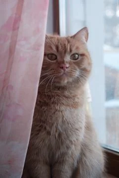 Ginger cat resting on the window Stock Photos