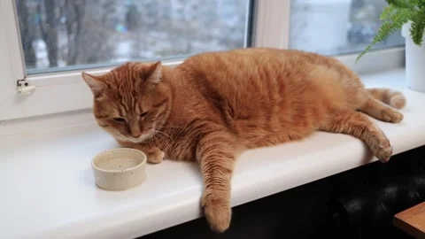Ginger cat resting by the window with a small water bowl on a winter day Stock Footage 338433560