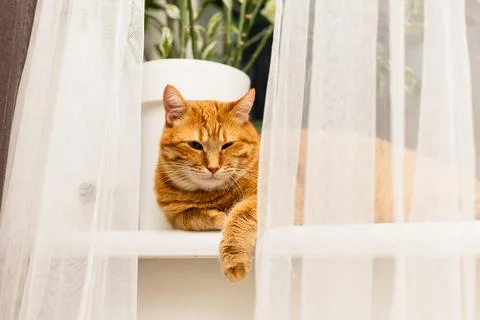 Ginger cat resting on a windowsill behind sheer white curtains with green p.. Stock Photos