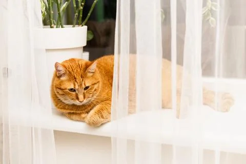 Ginger cat resting on a windowsill behind sheer white curtains with a potte.. Stock Photos
