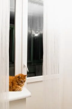 Ginger cat resting on a windowsill looking out the window with sheer curtains Stock Photos