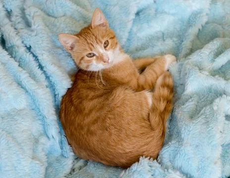 Ginger Cat rests on a light blue blanket. Pets Fotos Stock