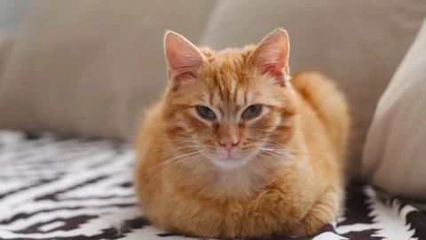 Ginger cat rests on a patterned blanket Stock Footage 333266098