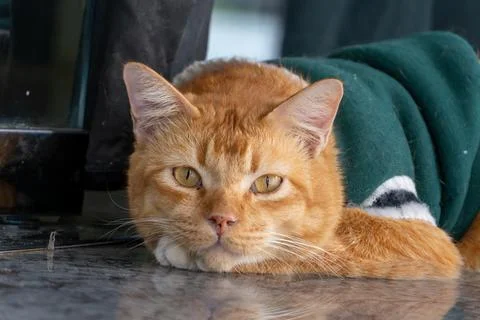 Ginger cat rests on reflective surface Stock Photos