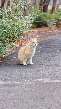 Ginger cat on the road in the park. Selective focus Stock Photos