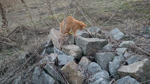 Ginger cat on the rocks 库存影片 331467602