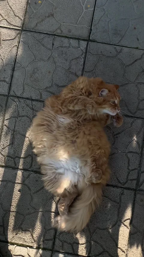 Ginger cat rolling around on paving tiles. Stock Footage 314053751