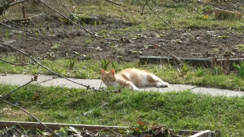 Ginger cat rolling on its back on a garden path in the sun Stock Footage 331955294