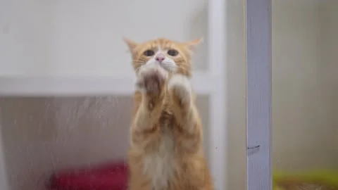 Ginger cat s tender paw movements on glass show its affection and joy in Stock Footage 316091556