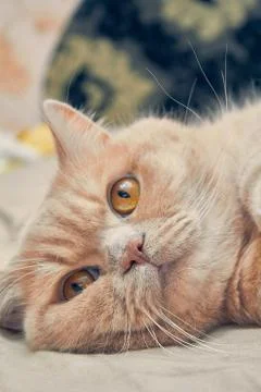 Ginger cat with a sad face. close up Stock Photos