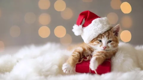 Ginger cat in Santa Claus hat opens and closes eyes Stock Footage 163646078