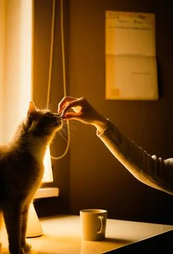 A ginger cat seat on a kitchen table and eat a treat from her doting owner's  Stock Photos
