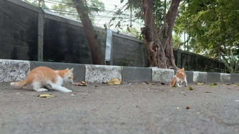 A ginger cat is seen walking along a curb on a paved street Stock Footage 312586461