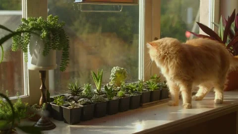 The ginger cat shakes its head, yawns, and lies down on the windowsill Stock Footage 139886594